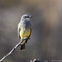 Cassin's Kingbird-50