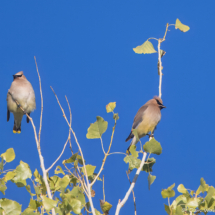 Cedar Waxwing-02