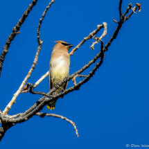 Cedar Waxwing-09