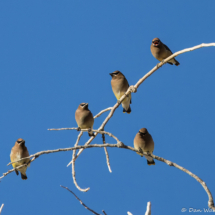 Cedar Waxwing-21