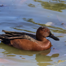 Cinnamon Teal-01
