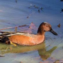 Cinnamon Teal-02