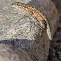 Common Side-blotched Lizard-02