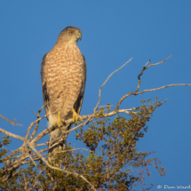 Cooper's Hawk-03