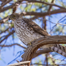 Cooper's Hawk-05