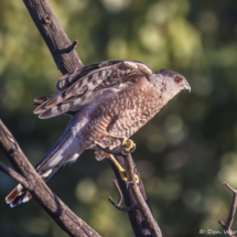 Cooper's Hawk-53