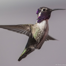 Costas Hummingbird-02