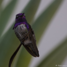 Costa's Hummingbird-Male-01