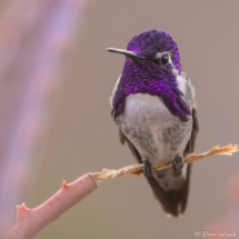 Costa's Hummingbird-Male-02