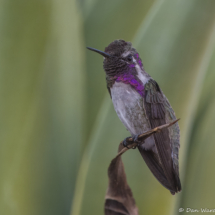 Costa's Hummingbird-Male-10