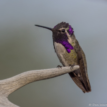 Costa's Hummingbird-Male-14