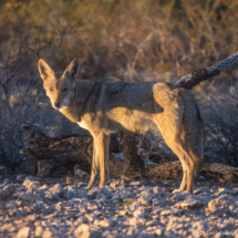 Coyote-01