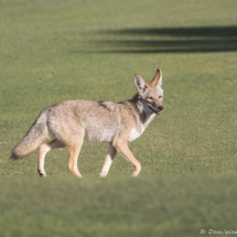 Coyote-01