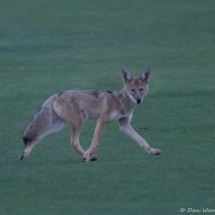 Coyote-01