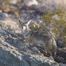 Coyote-04