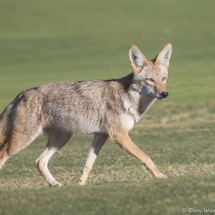 Coyote-06