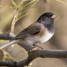 Dark-eyed Junco-08