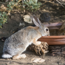 Desert Cottontailed Rabbit-01
