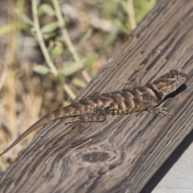 Desert Spiny Lizard-02