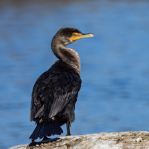 Double-crested Cormorant-01