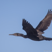 Double-crested Cormorant-03