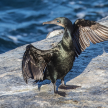 Double-crested Cormorant-03