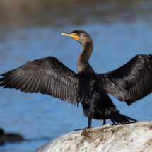 Double-crested Cormorant-05