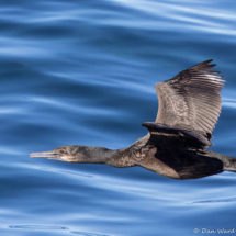 Double-crested Cormorant-05