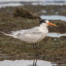 Elegant Tern-01