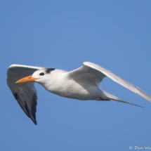 Elegant Tern-01