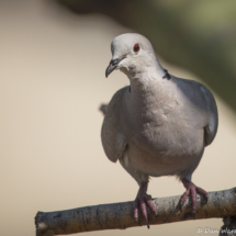 Eurasian Collared-Dove-01