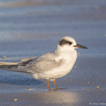 Forster's Tern-03