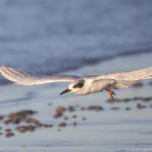 Forster's Tern-06