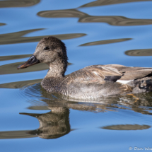 Gadwall-02