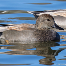 Gadwall-03