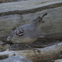 Gambel's Quail-Female-01