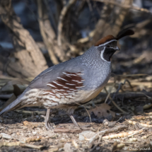 Gambel's Quail-Male-04