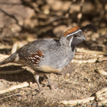 Gambel's Quail-Male-13