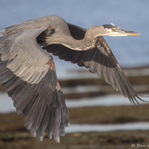 Great Blue Heron-04