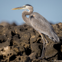Great Blue Heron-07