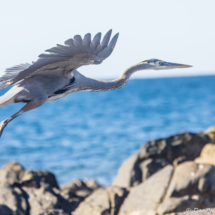 Great Blue Heron-08