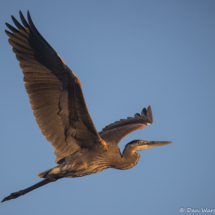 Great Blue Heron-10