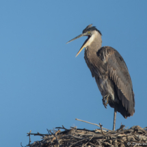 Great Blue Heron-16