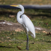 Great Egret-01