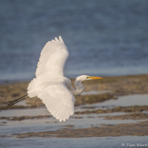 Great Egret-03