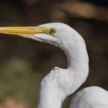 Great Egret-03