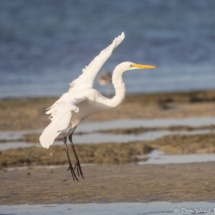 Great Egret-04