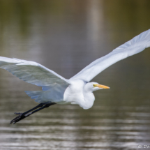 Great Egret-08