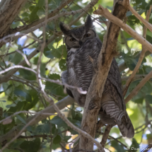 Great Horned Owl-01
