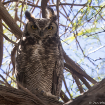 Great Horned Owl-01